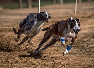 Carrera galgos